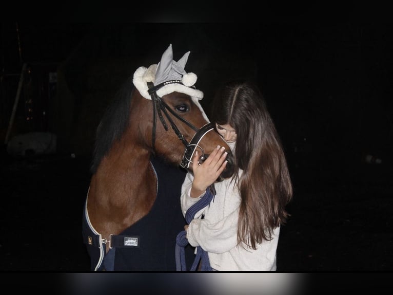 Welsh B Mare 5 years 12,2 hh Brown in Drensteinfurt