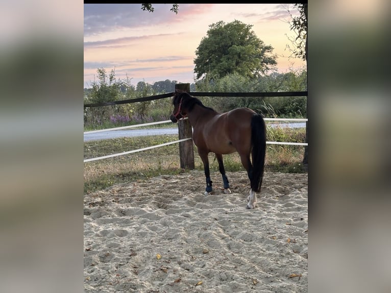Welsh B Mare 5 years 12,2 hh Brown in Drensteinfurt
