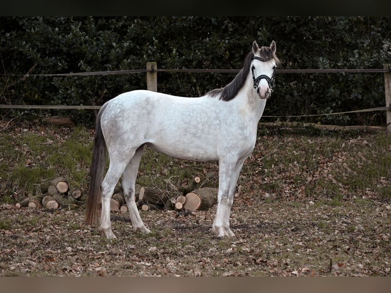 Welsh B Mare 5 years 12,2 hh Gray in Stadskanaal