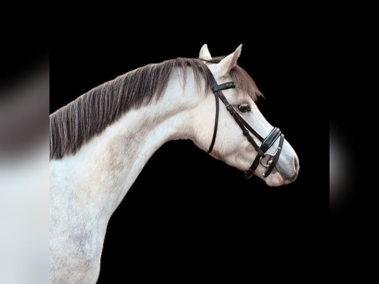 Welsh B Mare 5 years 12,2 hh Gray in Stadskanaal