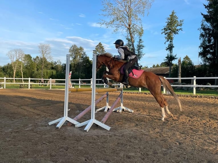 Welsh B Mare 5 years 12,3 hh Chestnut in Haljala vald