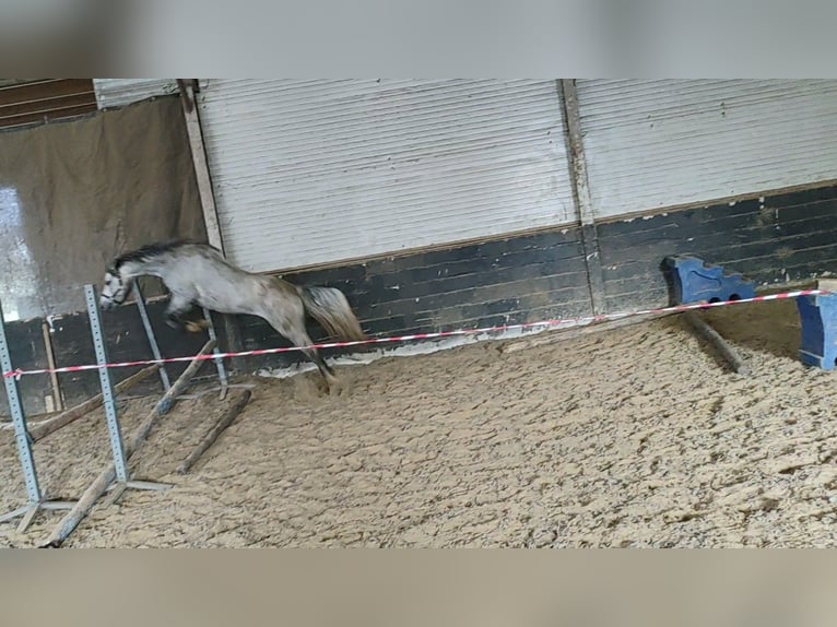 Welsh B Mare 5 years 12,3 hh Grey in Borculo