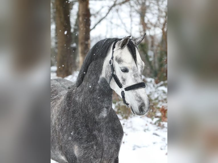 Welsh B Mare 5 years 13.1 hh Grey in Gelterkinden