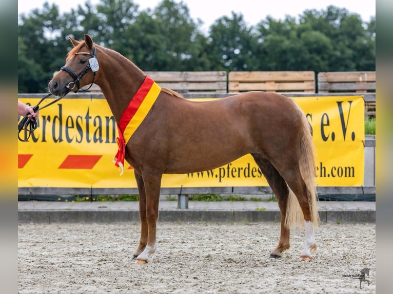 Welsh B Mare 5 years 13 hh Chestnut-Red in Rechterfeld