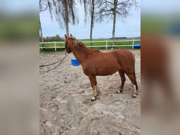 Welsh B Mare 5 years 13 hh Chestnut-Red in Emlichheim