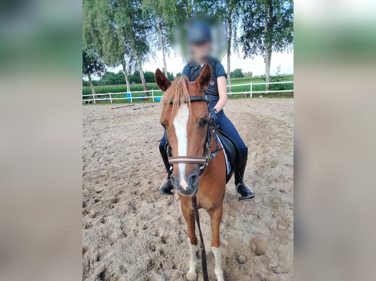 Welsh B Mare 5 years 13 hh Chestnut-Red in Emlichheim