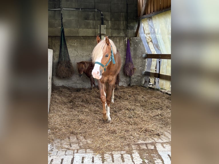 Welsh B Mare 5 years 13 hh Chestnut in Büren