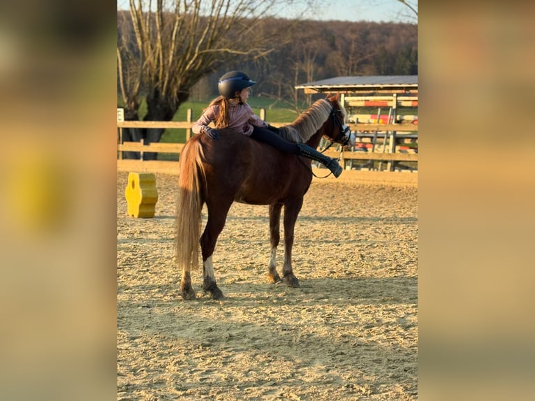 Welsh B Mare 5 years 13 hh Chestnut in Büren
