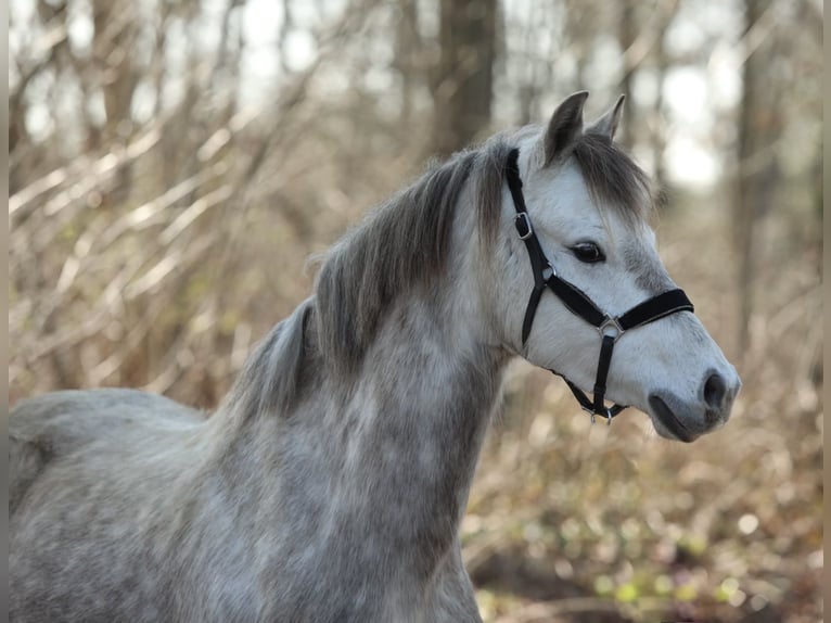 Welsh B Mare 5 years 13 hh Grey in Aalten