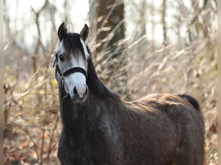 Welsh B Mare 5 years 13 hh Grey in Aalten