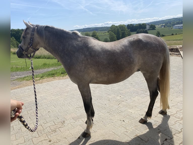 Welsh B Mare 5 years 13,1 hh Grey in Hünstetten