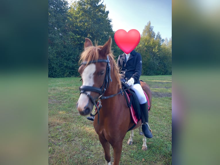 Welsh B Mare 5 years Chestnut-Red in Genemuiden