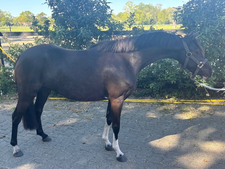 Welsh B Mare 6 years 11.2 hh Black in Barchem