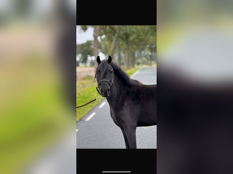 Welsh B Mare 6 years 11,1 hh Brown in Augustinusga