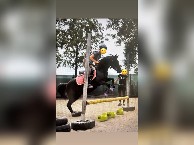 Welsh B Mare 6 years 12,1 hh Black in &#x17B;ary