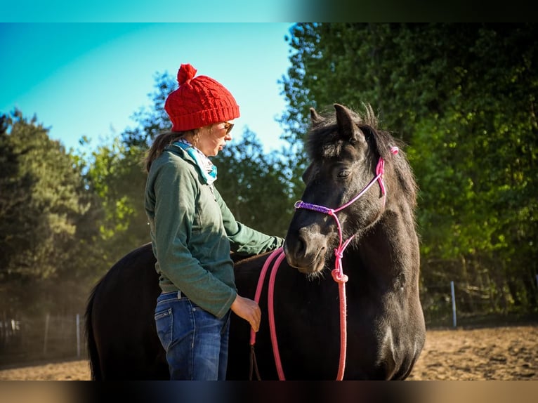 Welsh B Mare 6 years 12,1 hh Black in &#x17B;ary