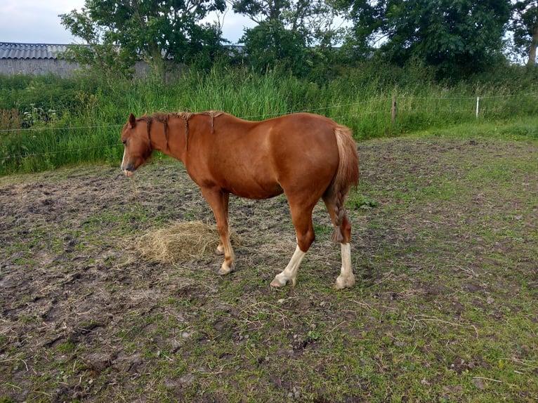 Welsh B Mare 6 years 12,1 hh Chestnut-Red in Zuidhorn