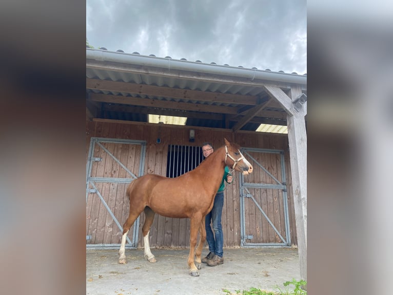 Welsh B Mare 6 years 12,1 hh Chestnut-Red in Zuidhorn