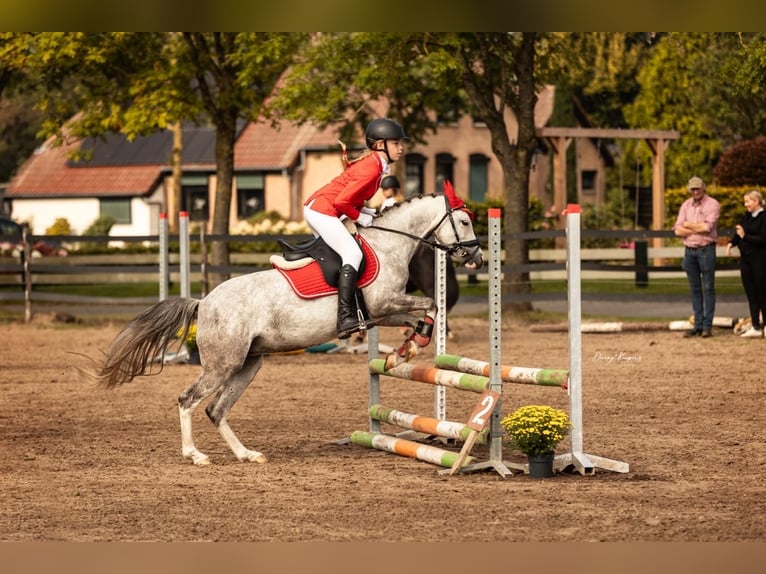 Welsh B Mare 6 years 12,1 hh Gray-Blue-Tan in Emmen