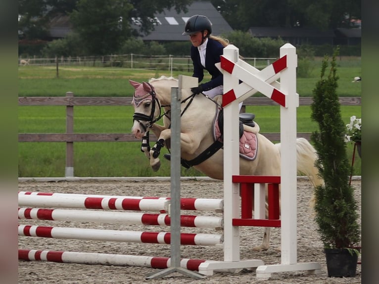 Welsh B Mare 6 years 12,1 hh Palomino in IJsselmuiden