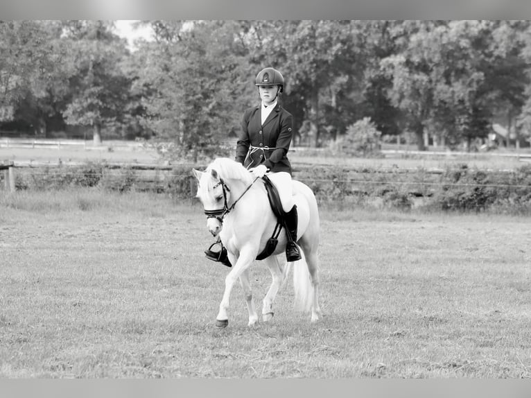 Welsh B Mare 6 years 12,1 hh Palomino in IJsselmuiden