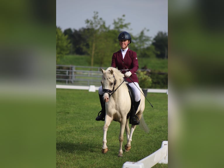 Welsh B Mare 6 years 12,1 hh Palomino in IJsselmuiden