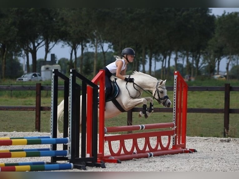 Welsh B Mare 6 years 12,1 hh Palomino in IJsselmuiden