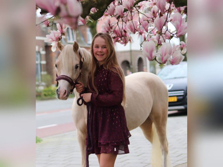 Welsh B Mare 6 years 12,1 hh Palomino in IJsselmuiden