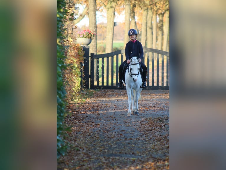 Welsh B Mare 6 years 12,1 hh White in Coevorden