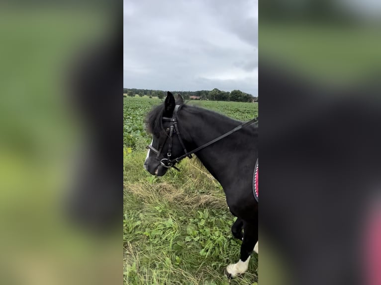Welsh B Mare 6 years 12.2 hh Black in Hamburg