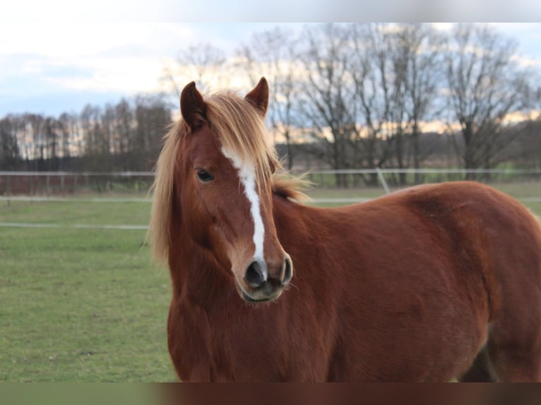 Welsh B Mare 6 years 12,3 hh Chestnut-Red in Trebbin