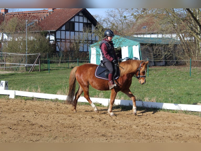 Welsh B Mare 6 years 12,3 hh Chestnut-Red in Trebbin