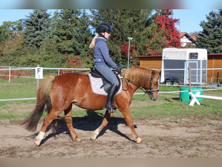 Welsh B Mare 6 years 12,3 hh Chestnut-Red in Trebbin