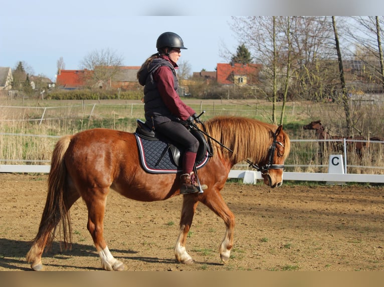 Welsh B Mare 6 years 12,3 hh Chestnut-Red in Trebbin