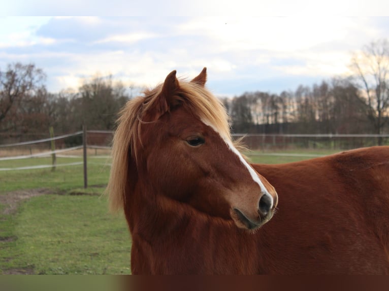 Welsh B Mare 6 years 12,3 hh Chestnut-Red in Trebbin