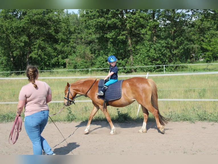 Welsh B Mare 6 years 12,3 hh Chestnut-Red in Trebbin