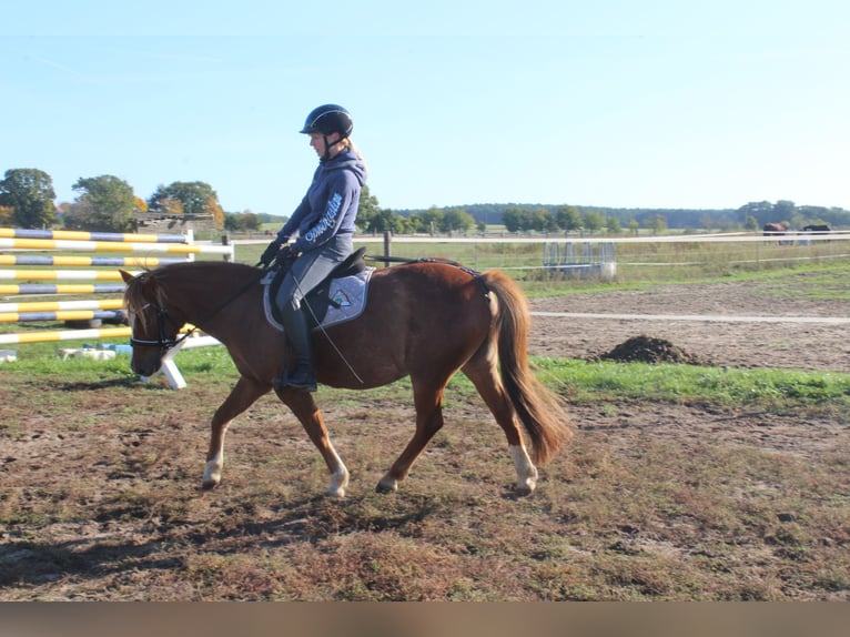 Welsh B Mare 6 years 12,3 hh Chestnut-Red in Trebbin