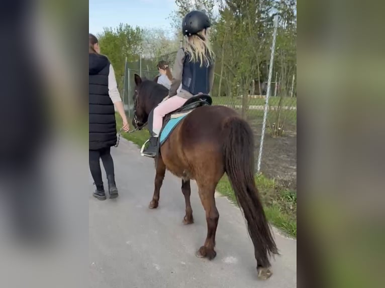 Welsh B Mix Mare 6 years 12 hh Chestnut in Eppertshausen