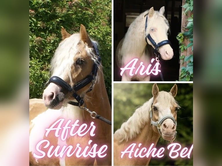 Welsh B Mare 6 years 12 hh Cremello in Wroc&#x142;aw