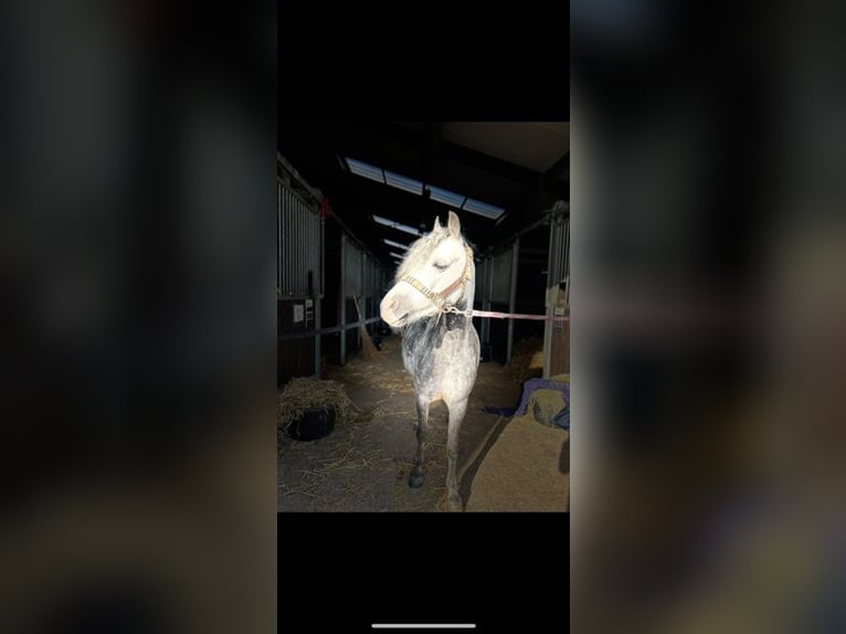 Welsh B Mare 6 years 12 hh Gray-Dapple in Dordrecht