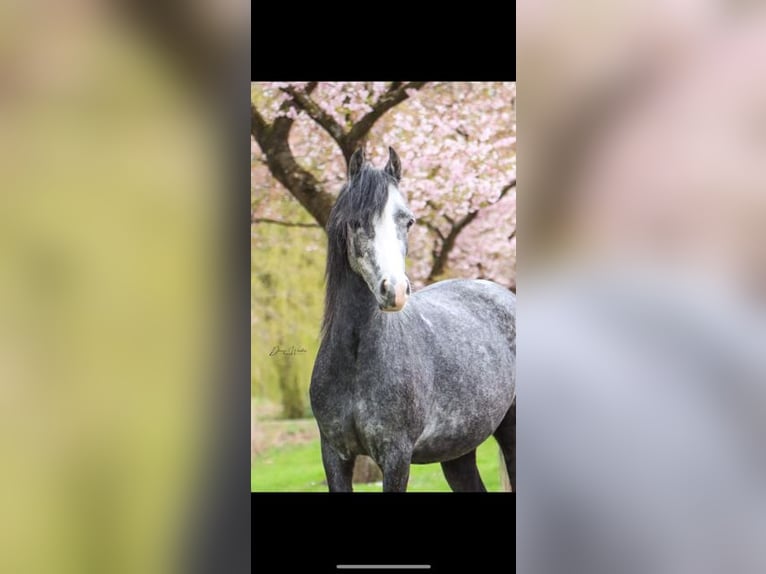 Welsh B Mare 6 years 12 hh Gray-Dapple in Dordrecht