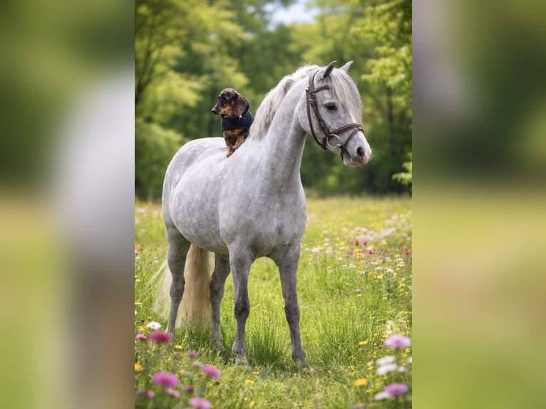 Welsh B Mare 6 years 12 hh Grey-Dapple in Ospel