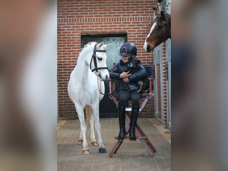 Welsh B Mare 6 years 12,1 hh White in Coevorden