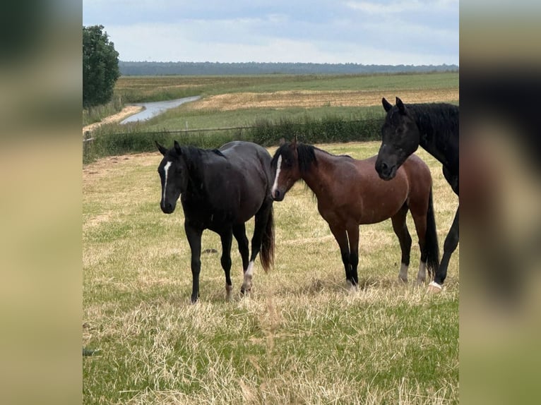 Welsh B Mare 6 years 12,2 hh Brown in Bad W&#xFC;nnenberg