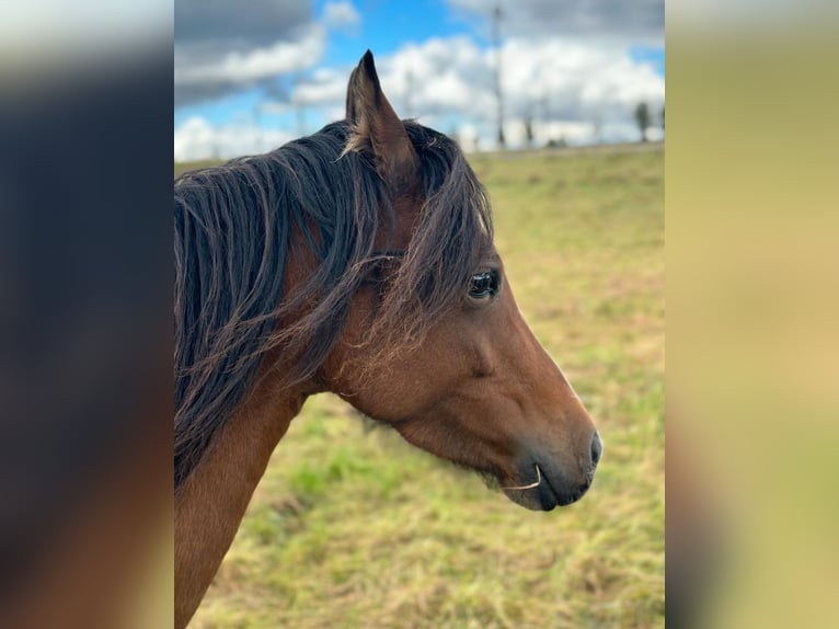 Welsh B Mare 6 years 12,2 hh Brown in Bad W&#xFC;nnenberg