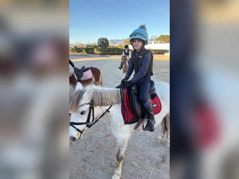 Welsh B Mare 6 years 12,2 hh Grey in La Cañada, Almería