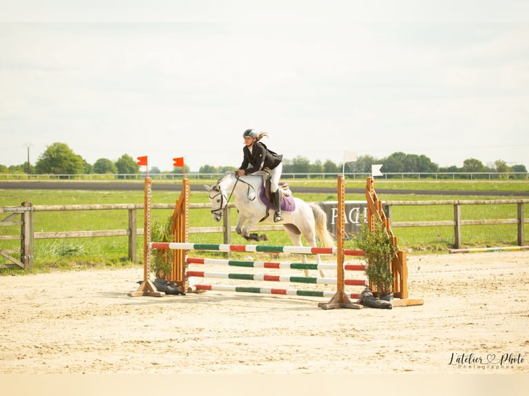 Welsh B Mare 6 years 12,2 hh Grey in La Flamengrie