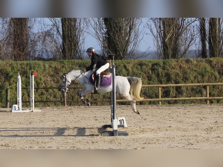 Welsh B Mare 6 years 12,2 hh Grey in La Flamengrie