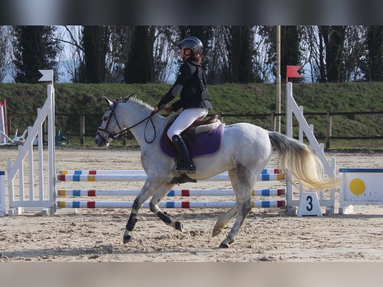 Welsh B Mare 6 years 12,2 hh Grey in La Flamengrie