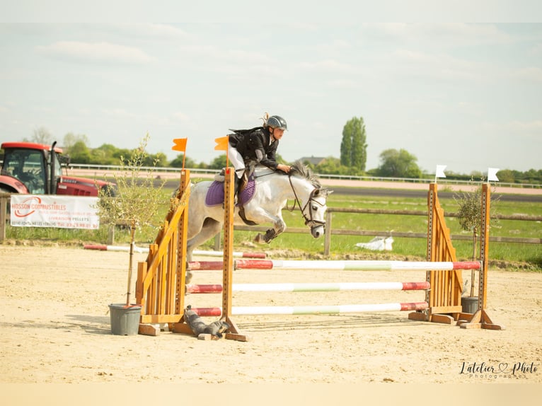 Welsh B Mare 6 years 12,2 hh Grey in La Flamengrie